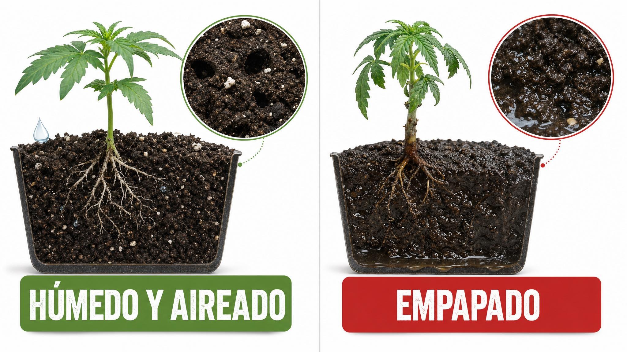 Comparación entre un medio de enraizado húmedo y aireado frente a uno empapado y sin aire.