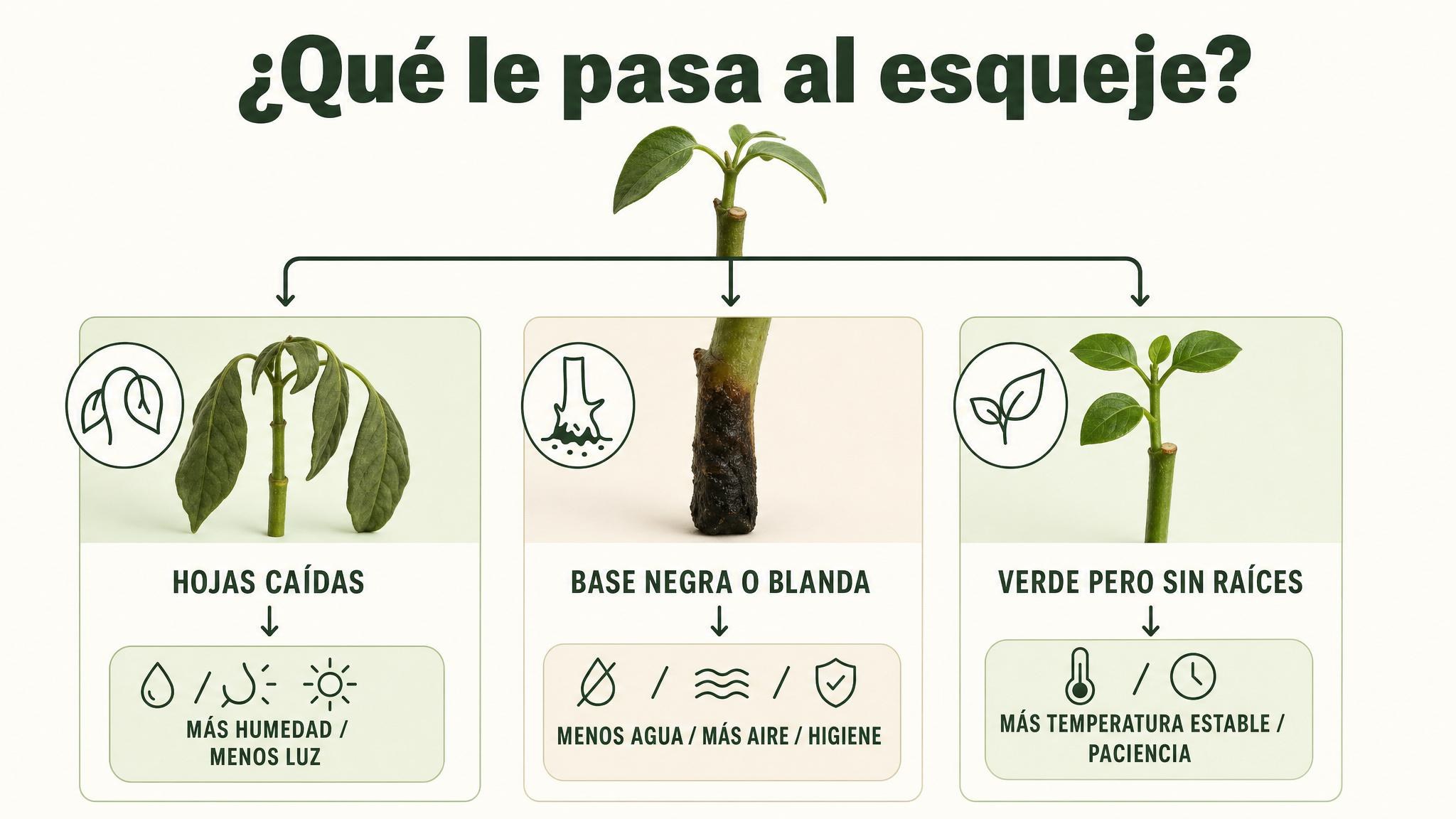 Flujograma de diagnóstico para esquejes caídos, con base negra o sin raíces visibles.