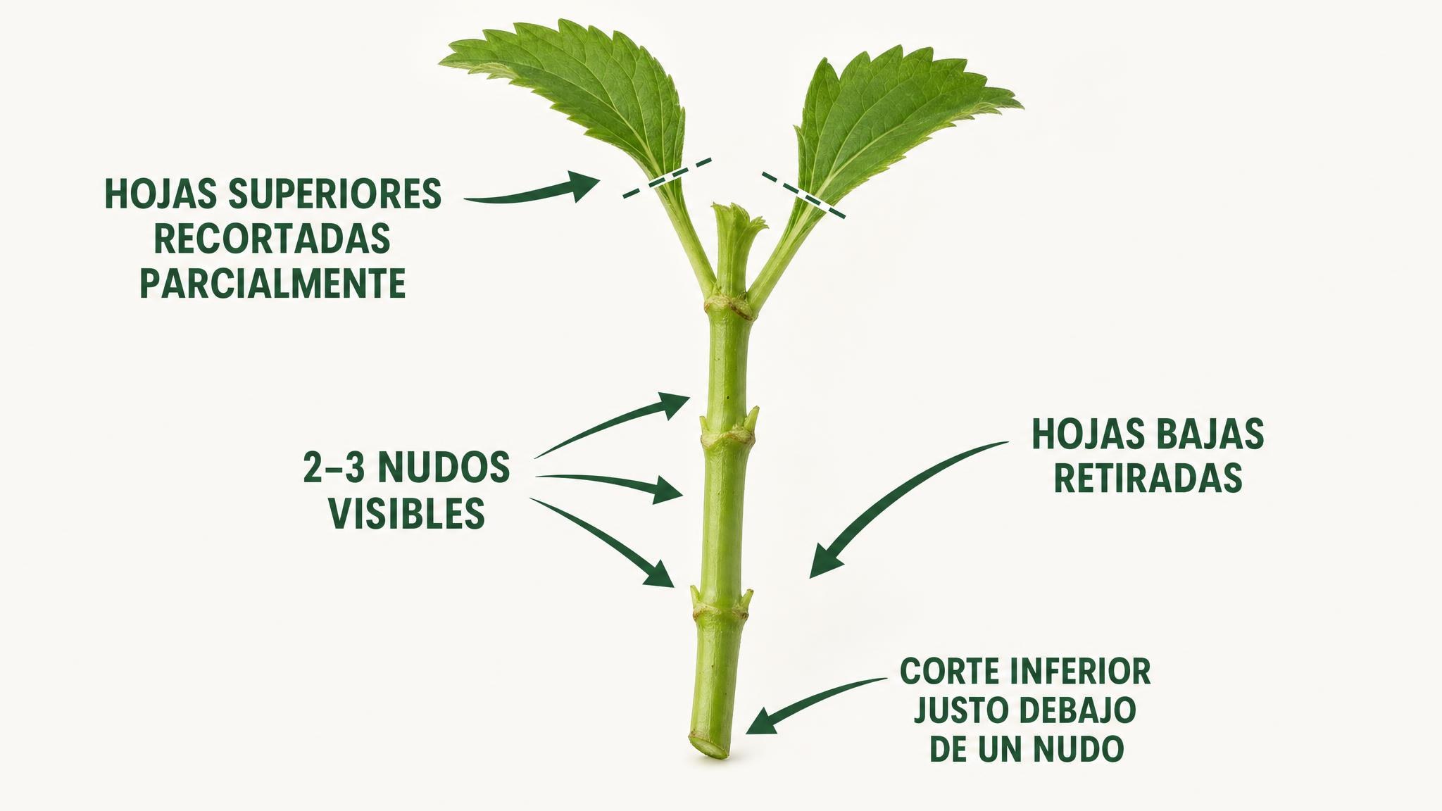Diagrama de un esqueje con el corte debajo de un nudo y las hojas bajas retiradas.