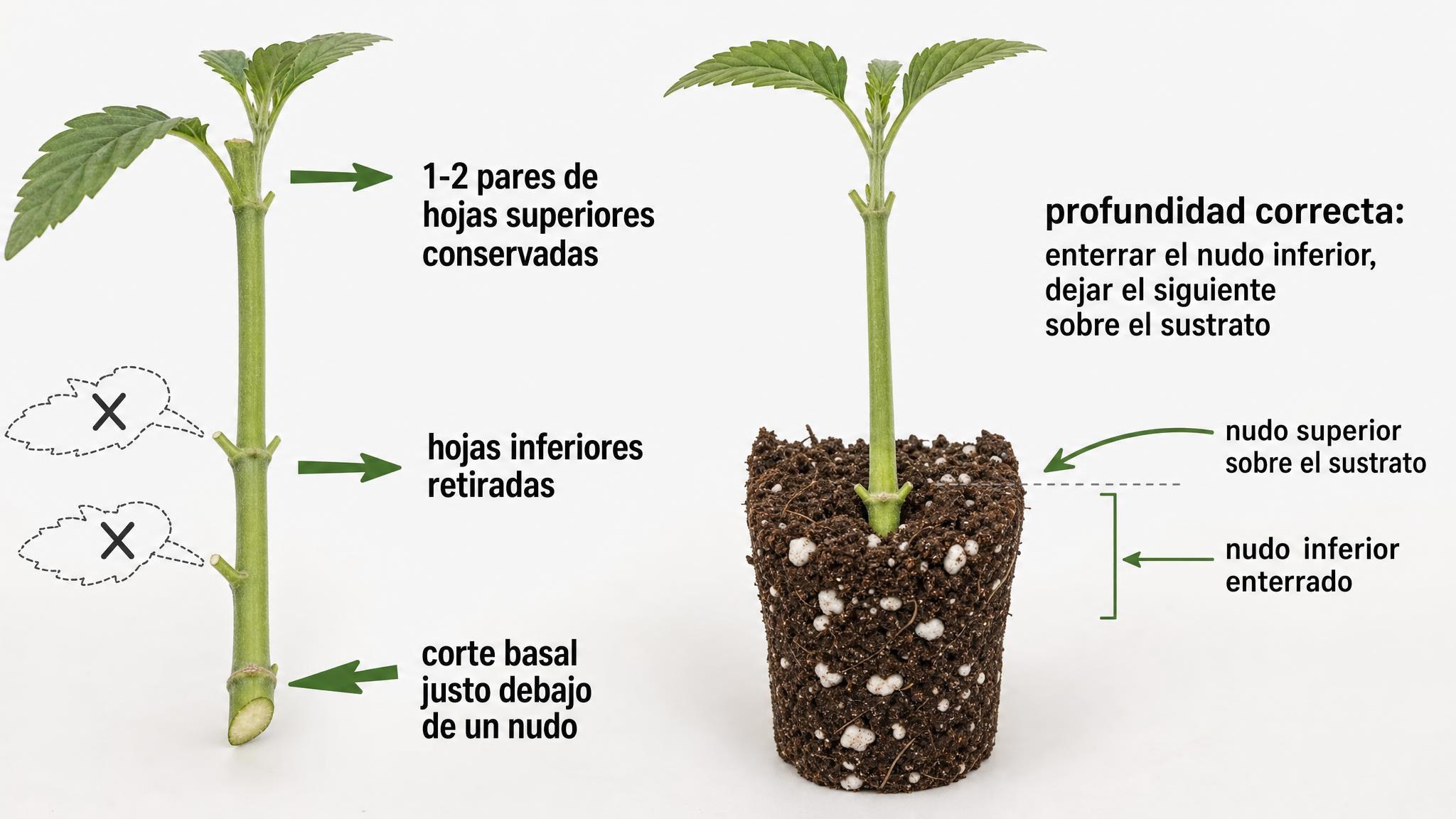 Diagrama de un esqueje con corte debajo del nudo, hojas inferiores retiradas y profundidad correcta de plantado.