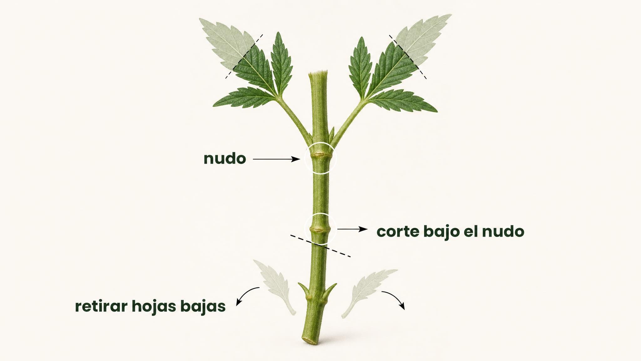 Diagrama de un esqueje con corte bajo un nudo, hojas bajas retiradas y hojas superiores reducidas.