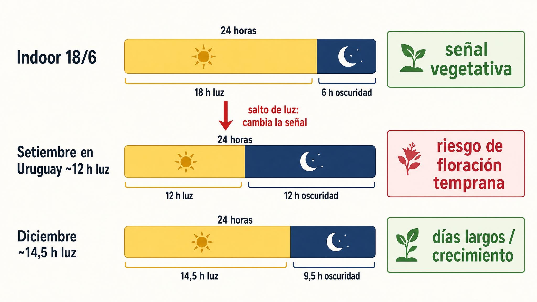 Comparación visual entre un fotoperiodo indoor 18/6, el exterior de setiembre en Uruguay y los días largos de diciembre.