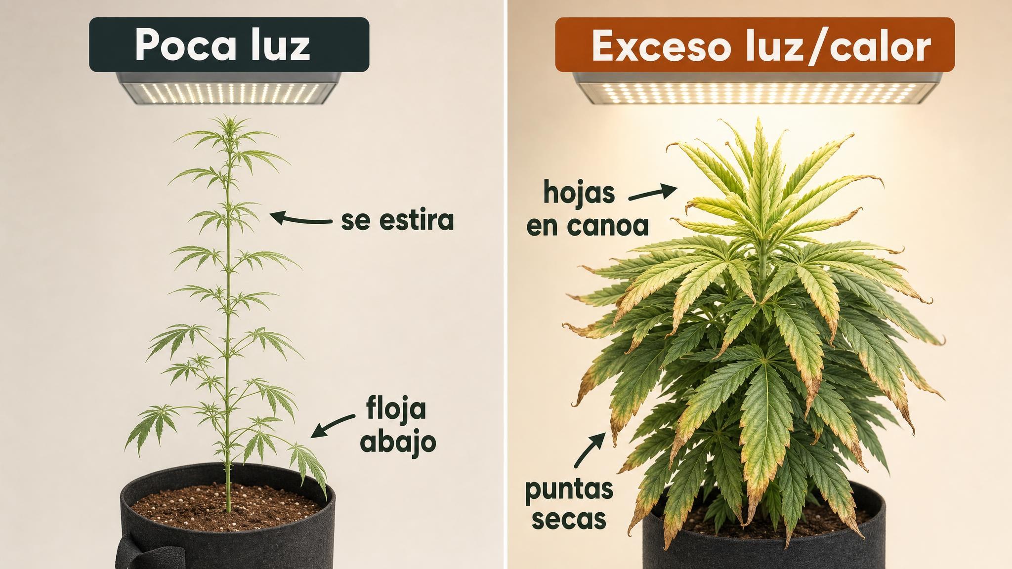 Comparación visual entre señales de poca luz y señales de exceso de luz o calor en plantas de indoor.