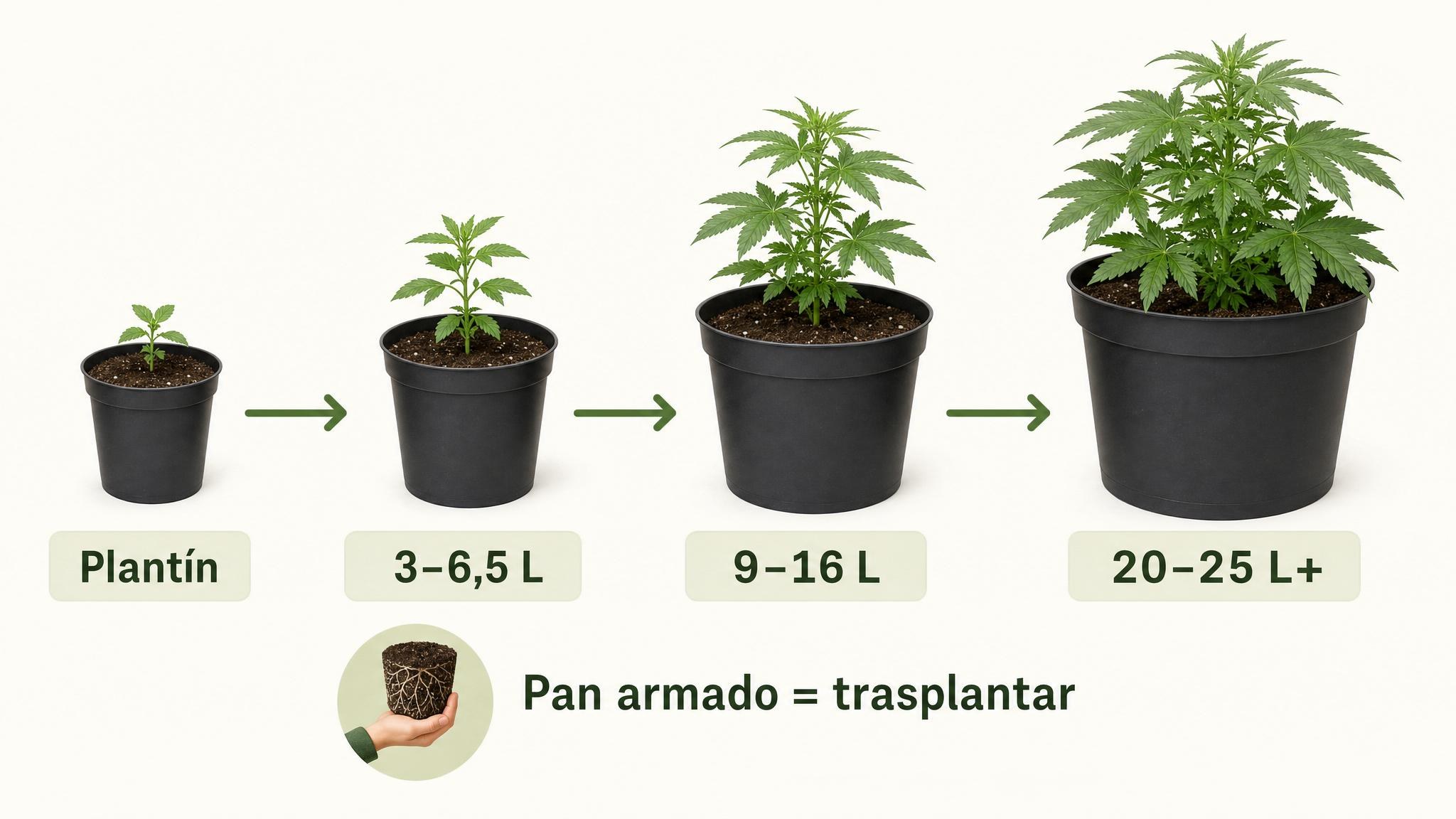 Progresión visual de tamaños de maceta desde plantín hasta maceta final grande con flechas de trasplante.