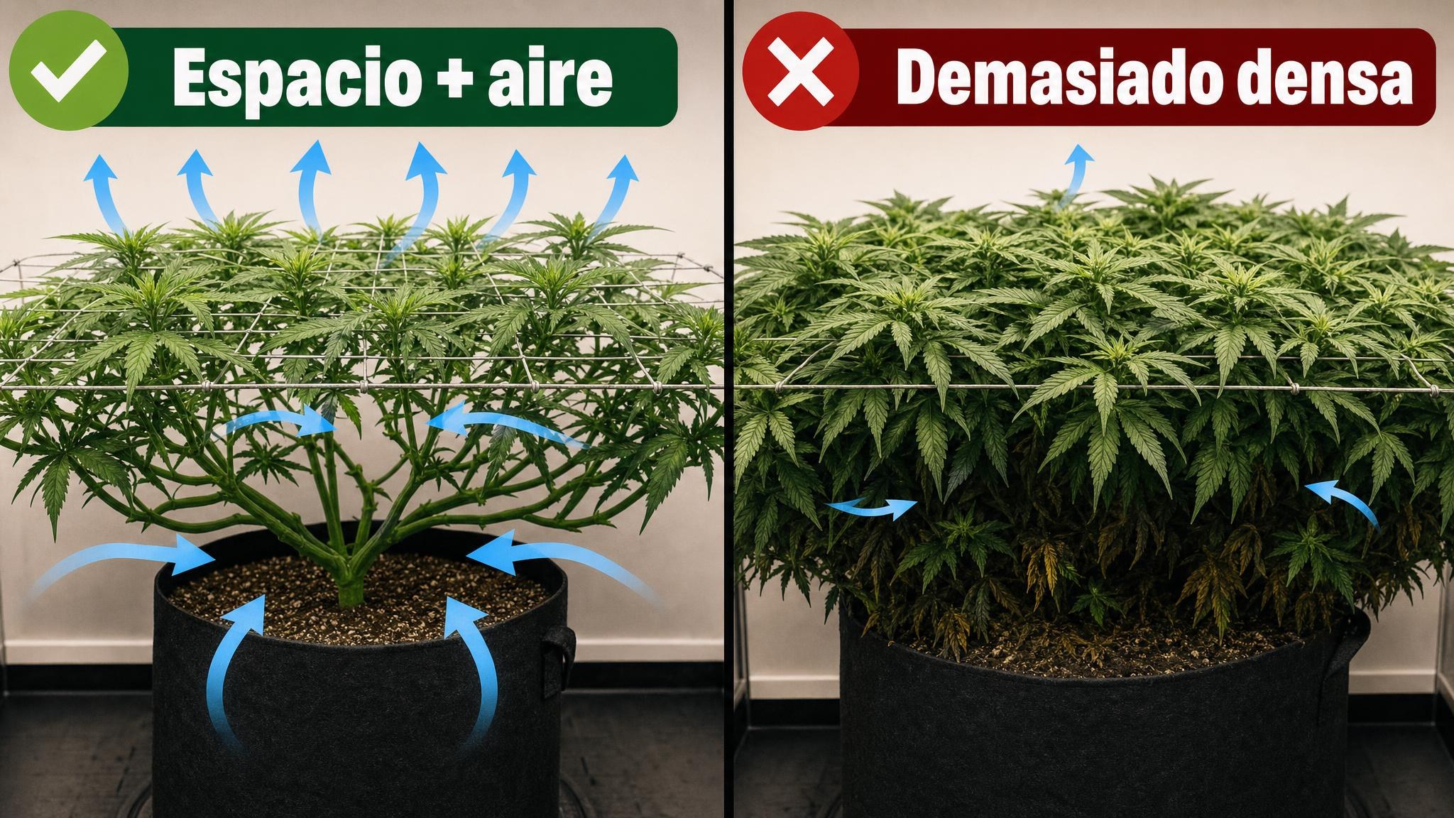 Comparación entre una canopia ventilada y una canopia demasiado densa bajo malla.