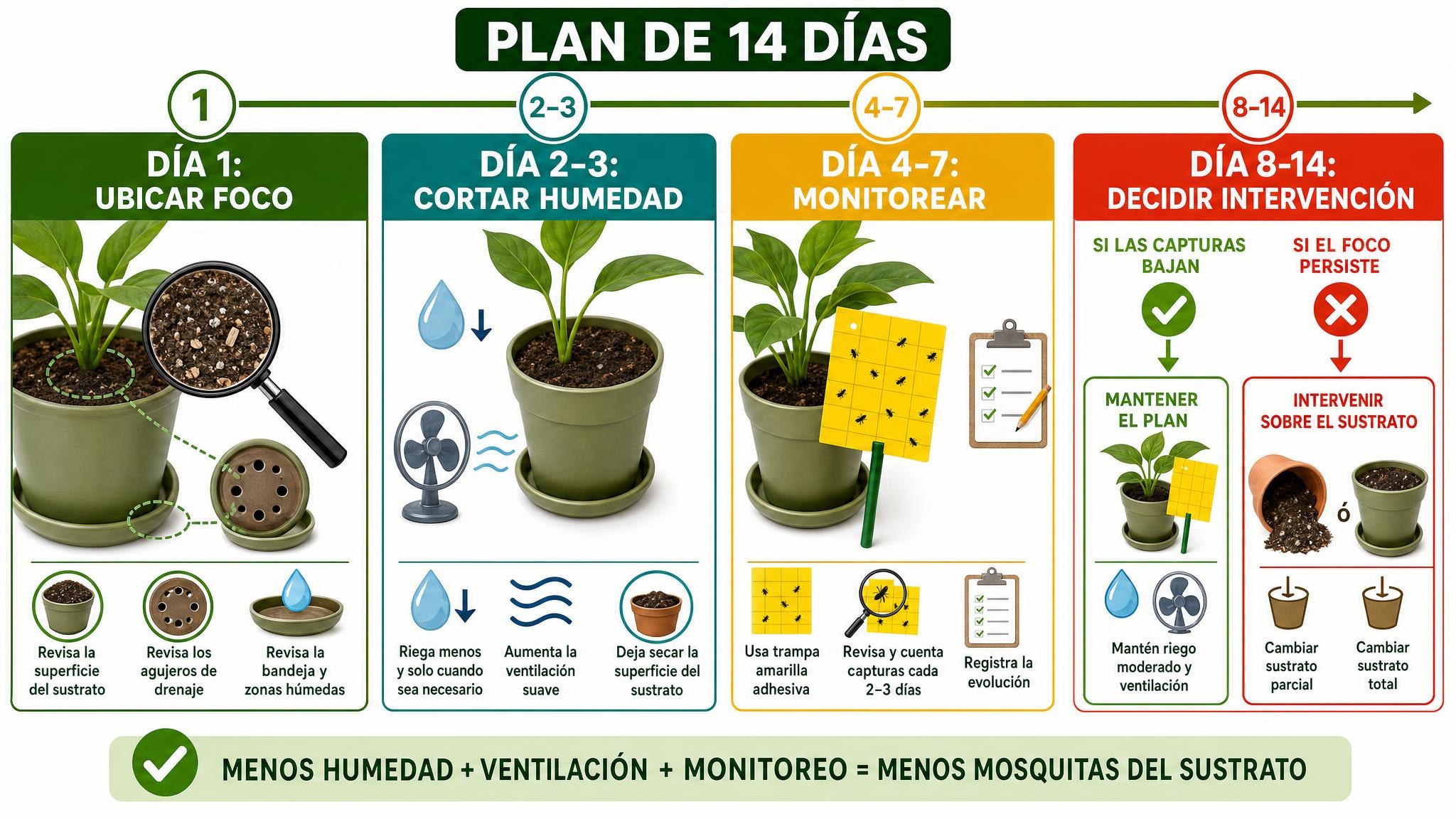 Línea de tiempo de 14 días para controlar mosquita del sustrato con diagnóstico, reducción de humedad, monitoreo e intervención.
