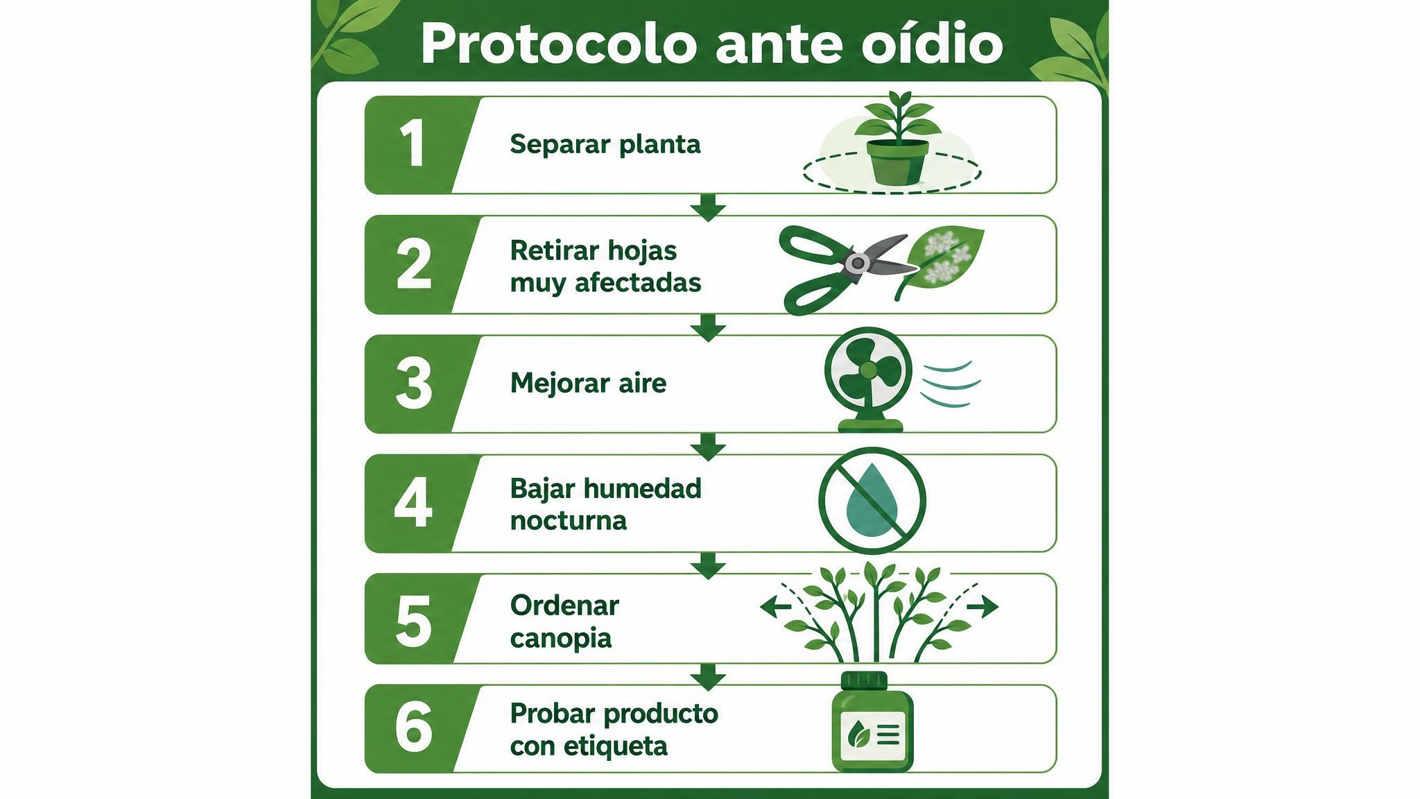Diagrama de seis pasos para frenar el avance del oídio en plantas de interior o balcón.