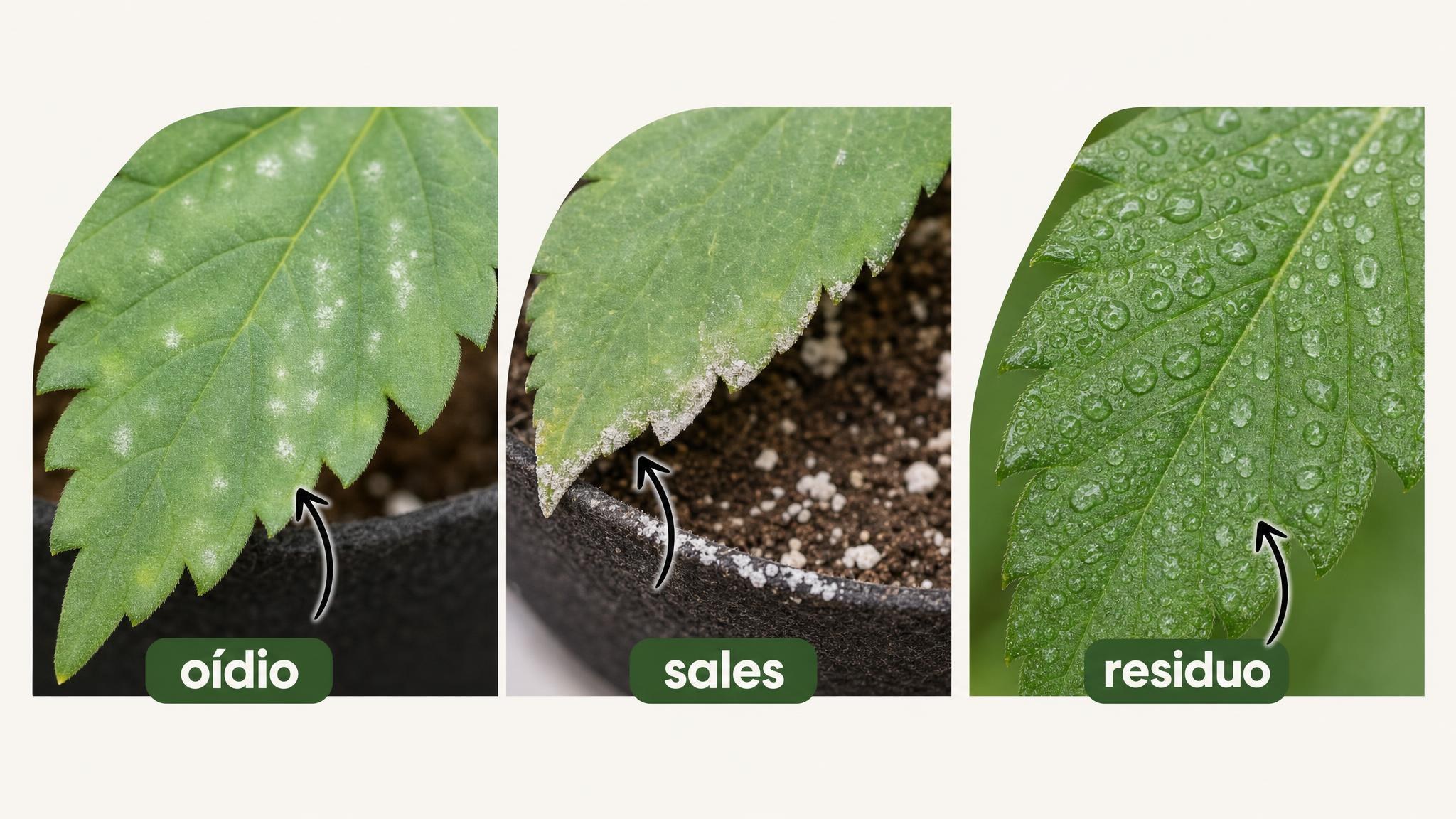 Comparación visual entre manchas tempranas de oídio, sales secas y residuos de pulverización en hojas.