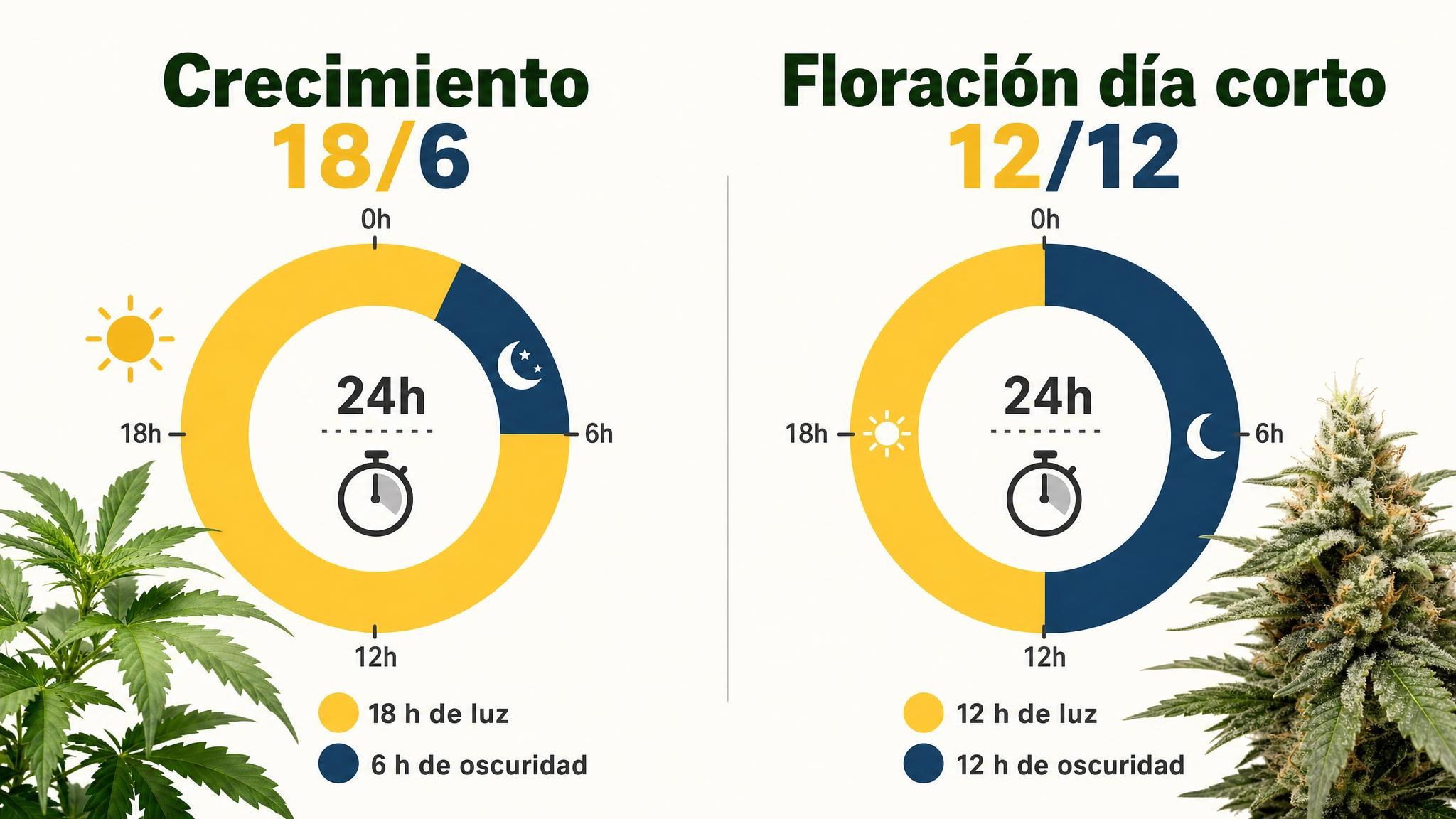 Comparación visual de ciclos indoor 18 horas de luz y 6 de oscuridad frente a 12 horas de luz y 12 de oscuridad.