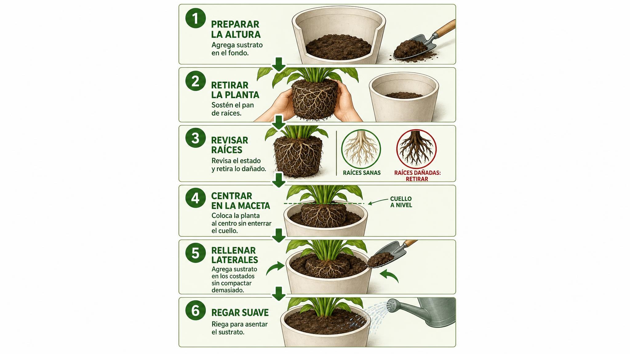 Pasos visuales para trasplantar una planta de una maceta a otra sin dañar el pan de raíces.