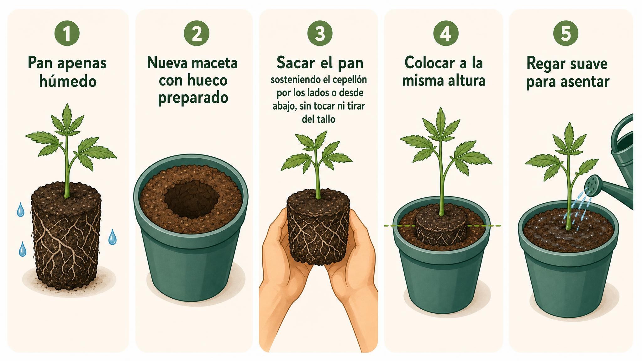 Checklist ilustrada con los pasos básicos para trasplantar una planta sin dañar el pan de raíces.